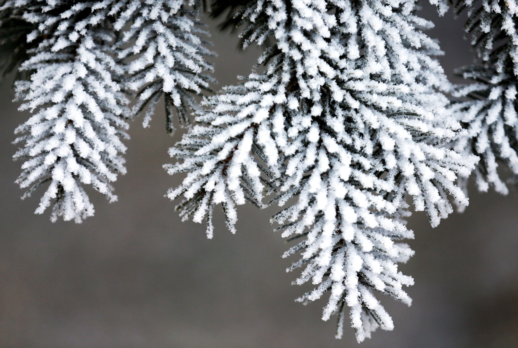 011619_FogFrost002_bjs.JPG